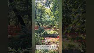 #함양상림공원 #꽃무릇 #상사화 #함양가볼만한곳 #함양여행 #shorts #상림공원