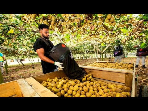 🥝 AWESOME DAY ON KIWI FRUIT ORCHARD NEW ZEALAND