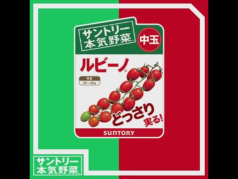 トマトに最適な肥料は何ですか?土壌を豊かにし、成長させるためのおばあちゃんの 7 つのヒント  庭園