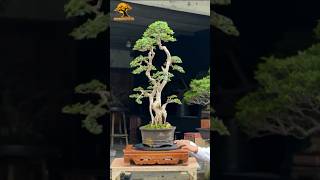 Download lagu inspirasi bonsai serut super Bu jin #bonsai mp3 Download lagu inspirasi bonsai serut super Bu jin #bonsai mp3