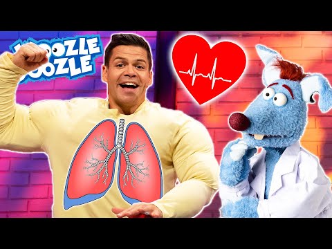 Wie viele Organe haben wir? l WOOZLE GOOZLE