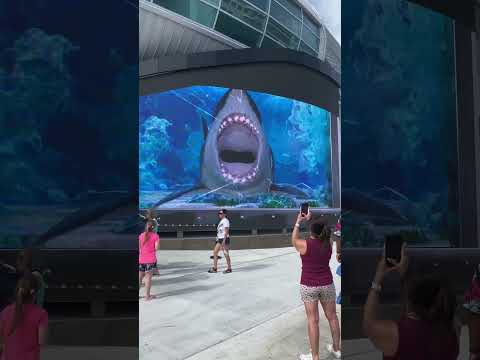 3D Shark Action! Runnnn!!! #bahamas #nassau #shark #epic  #wow