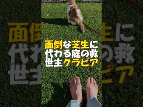 芝生の代わりに適したグランドカバーは何ですか?あなたの庭の土壌に応じてトップ3をご紹介します。  庭園