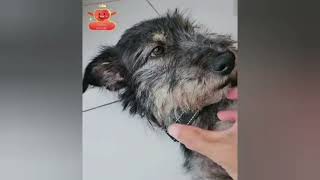 Father Bin sits and talks. Mother FC changes the name and listens. CR: Bin #BinBanluerit