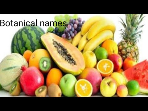 Scientific names of  fruits namesll Amma medassu@aksharam latha