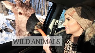 Spending the day with WILD animals | QUEBEC, Canada VLOG