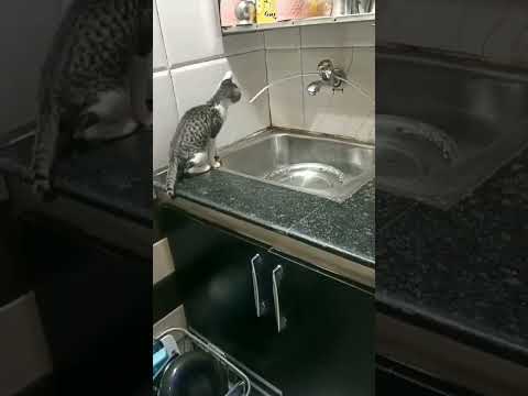 Munia the curious cat # munia#shorta#muniatheadventourouscat