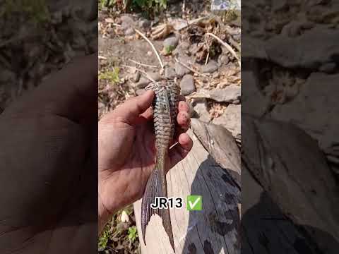 pez diablo piraña #langostinos #pezdiablo #parati #pesca #riodejaneiro #reels