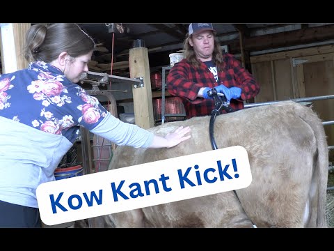 Milchtraining für eine Dexter-Kuh: Kuh-Kant-Kick! Teil 3