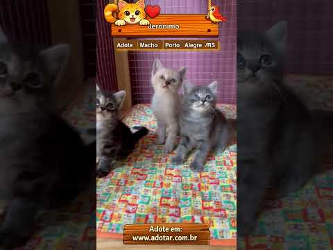 Vídeo de Jerônimo 