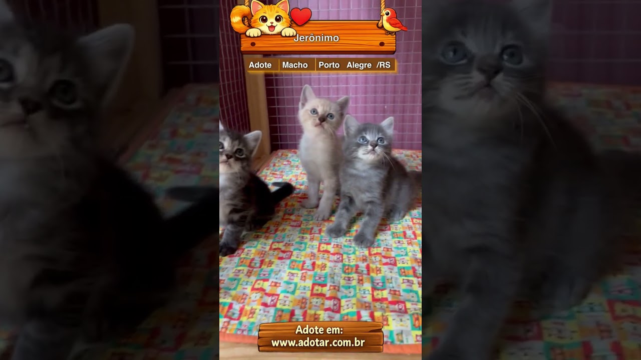Gato raça SRD-ViraLata idade Abaixo de 2 meses nome Jerônimo 