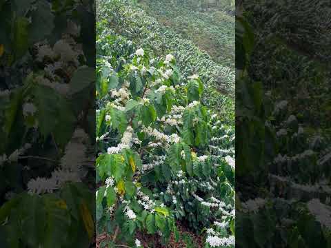 Impresionante floración de café en Guadalupe huila.