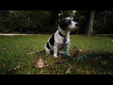 Nature Minute - The Environmental Dangers of Dog Poop