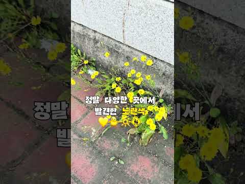 [2026 상주시 sns 서포터즈] 컬러헌팅:상주의 노랑을 찾아서