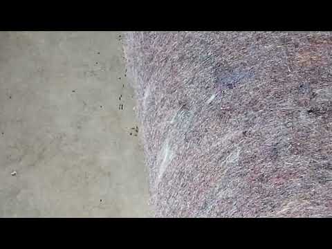 Understanding the Ant Trails in Monroe Township, NJ