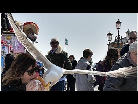 Il gabbiano lascia a bocca asciutta la turista. E altre foto che colgono l’attimo