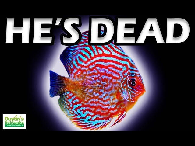 Aquarium Fish Keeping LEGEND is DEAD