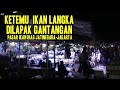 Pasar Ikan Hias Di Jakarta Harga