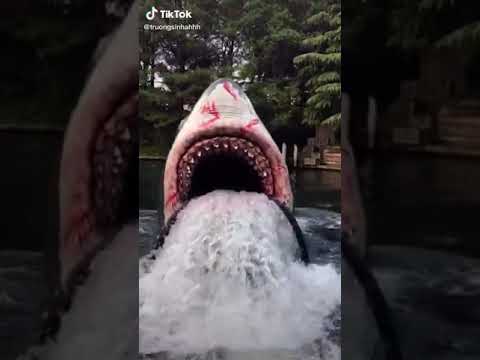 Đây là cá mập thật ak, hèn chi mạng nhà mình yếu quá