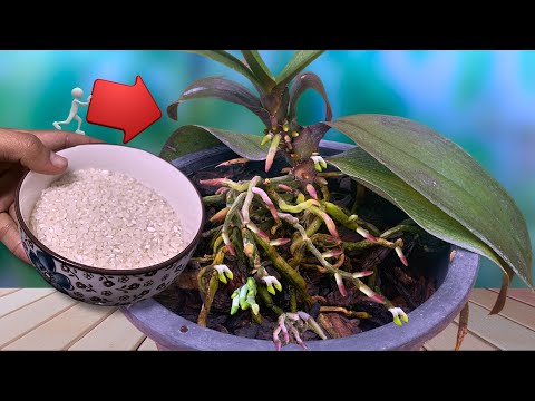 Just sprinkle 1 teaspoon! Suddenly orchids grew many roots and bloomed all year round