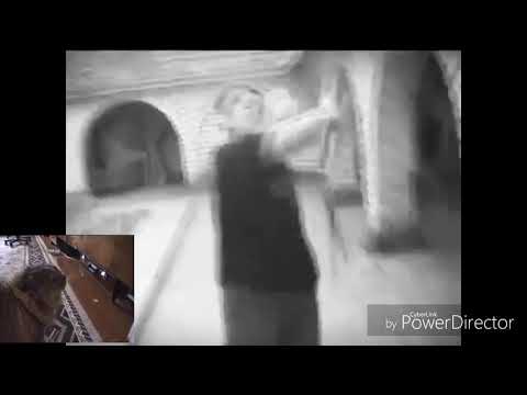 No no cat. Vs bull Shito