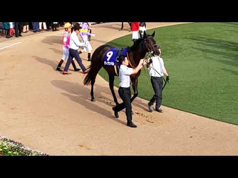 The 16 contenders for the GI 2019 Sprinters Stakes in the parade ring