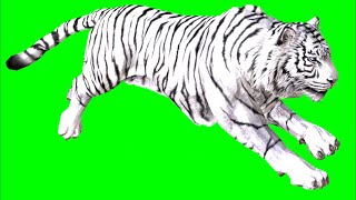 Download lagu Green Screen Tiger White full animation mp3