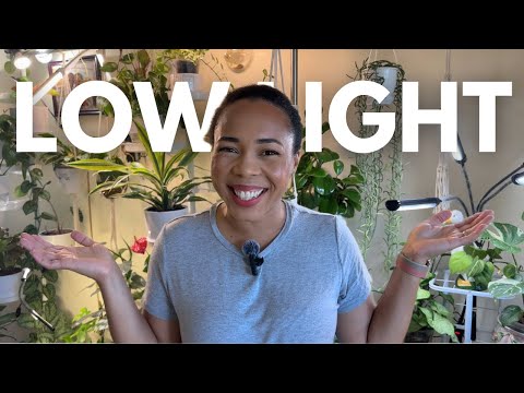 💡 LOW LIGHT Houseplant Collection Tour| End of Summer Growth 2024| My mom's collection 🪴