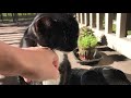 Tuxedo Cat Won T Come In The Door Chest Scratch In Sunlight