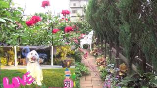 SG WANNABE Kim Jinho 2016 誕生日5.21