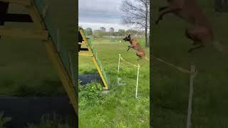 10 Malinois practicando Apport en rampa