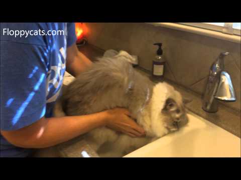How to Clean Muddy Cat Paws Quickly - ラグドール - YouTube