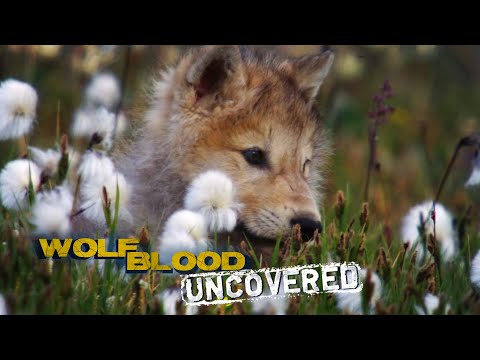 People and Wolves | Wolfblood Uncovered