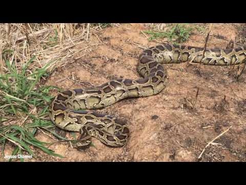 Wow! Amazing Brave Man Catch Big Python Snake By Hand In My Village - How To Catch Big Snake