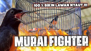 Download lagu SIMULASI LOMBA MURAI BATU FIGHTER LAWAN AUTO NYAUT TARUNG! mp3