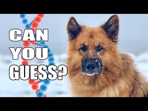 Los perros de rescate obtienen ADN probado: ¡no creerás los resultados!