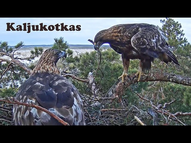 Live webcam view of Golden Eagle Nest Cam in Soomaa