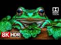 Mind Blowing 8K HDR Dolby Vision Demo 8K 60fps Video