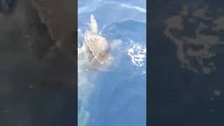 Download lagu Turtle save and released  by Capt Abdul Manan Yusuf offshore BINTULU Sarawak Malaysia mp3