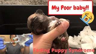 Battling Fading Puppy Syndrome (Success!!)