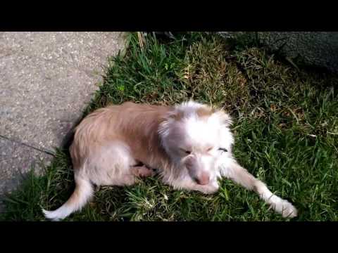 Dog Breed Portuguese Podengo Medium Size Long Hair Hunter