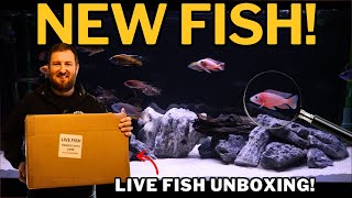 Building a Malawi Cichlid Aquarium (EP4) Unboxing & Adding MORE Cichlids!