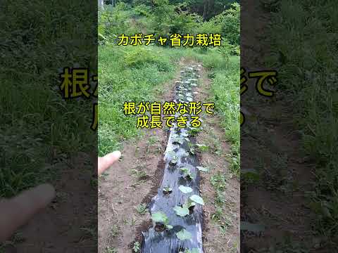 カボチャの方が好き:こうやって作る 植物