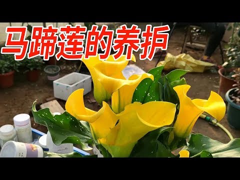 馬蹄蘭 種植