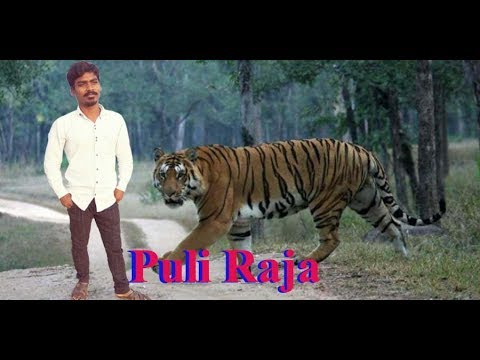 anjaneyulu video puli