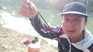 หมายเดิมถ้าเปลี่ยนเกมส์ปลาจะกินไหม?#fishing #reels #ตกปลา #nature #thailand