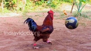 Eying World Cup? Get him in team - Rooster Playing Football