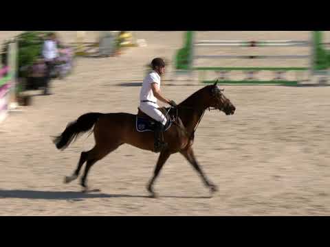 Fest der Pferde 2018 Prf11 30 517 Martin Häfliger Hamilton Db