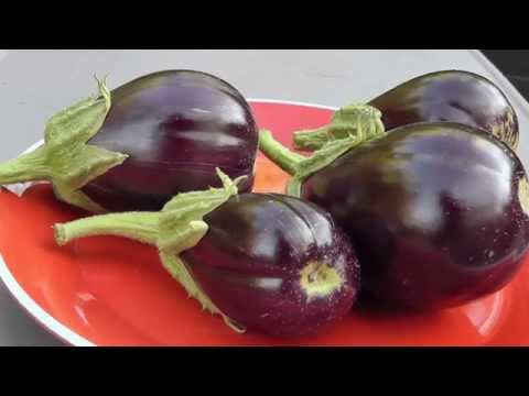 , title : 'Eggplant Profile - Black Beauty Eggplant'