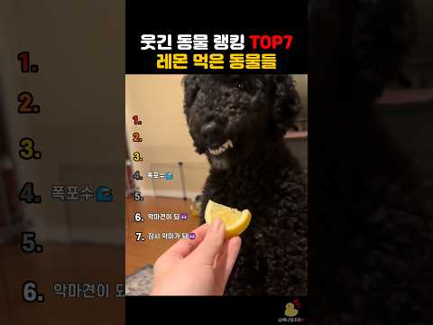 레몬 먹은 동물들